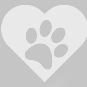 Kàroly- petsitter Budapest or Pet nanny for 