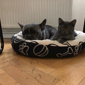 Sitting at owner cat, dog in Budapest pet sitting request