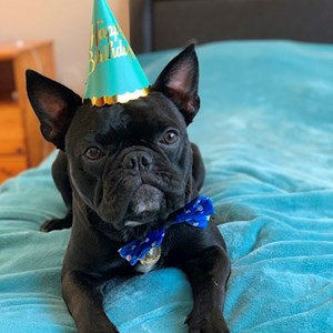 Szállás kutya -ban Budapest kisállatszitting kérés