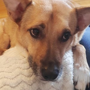 Boarding dog in Budapešta pet sitting request