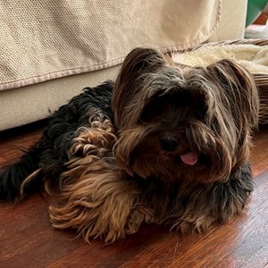 Boarding dog in Budapest pet sitting request